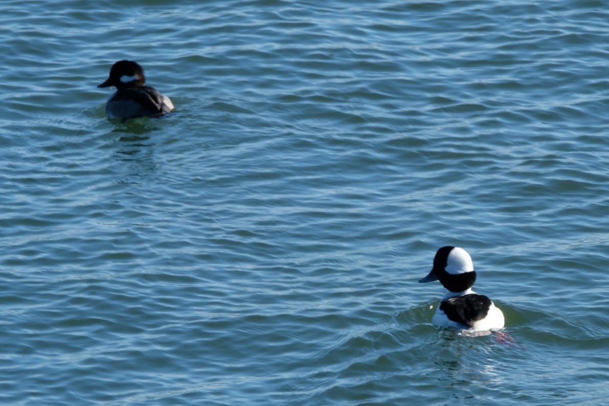 Гоголь-головастик - ML647475954