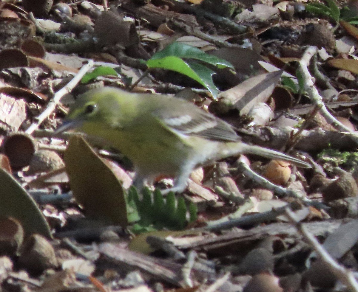 Сосновая древесница - ML647475955