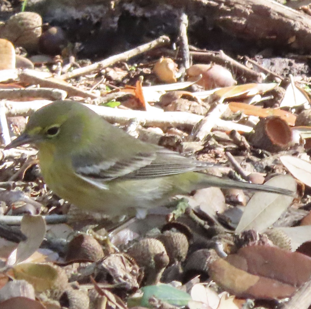 Сосновая древесница - ML647475956