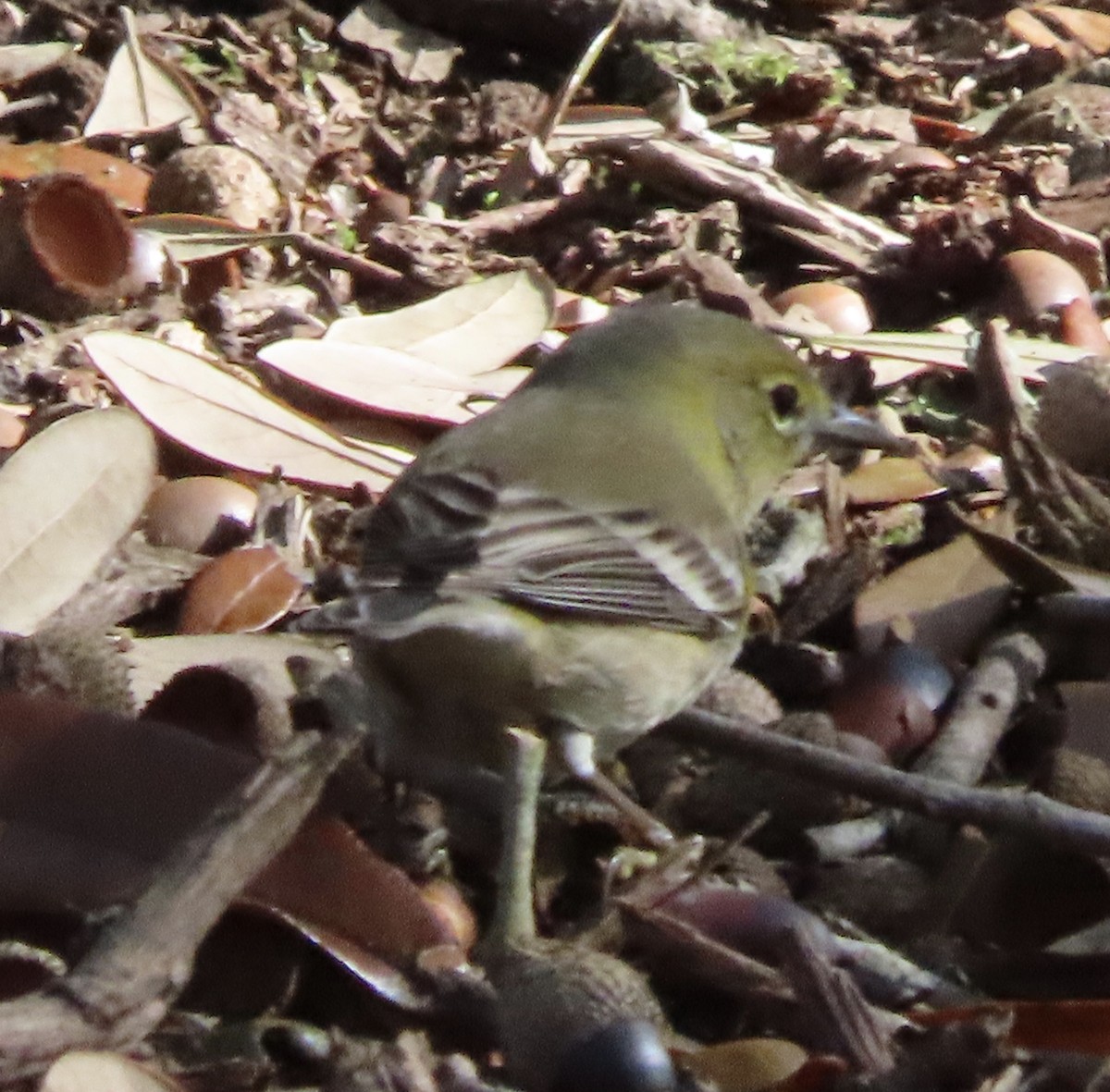 Сосновая древесница - ML647475957