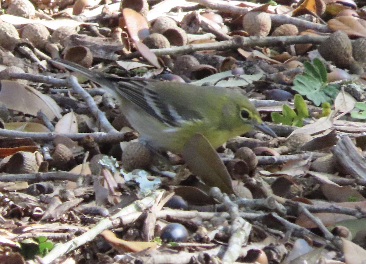 Сосновая древесница - ML647475958