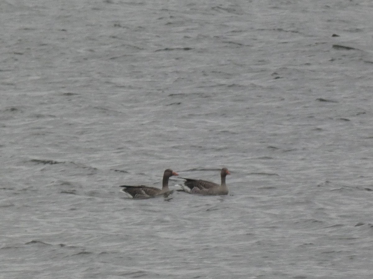 灰雁(anser) - ML647475972