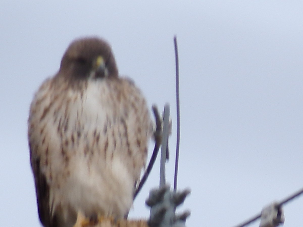 Rotschwanzbussard - ML647475976