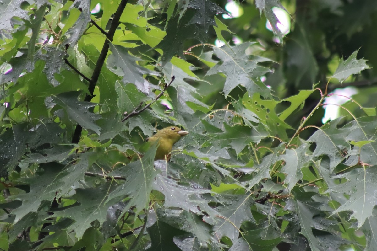 Scharlachkardinal - ML647475981