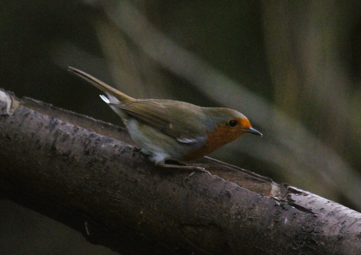 Rotkehlchen - ML647475983