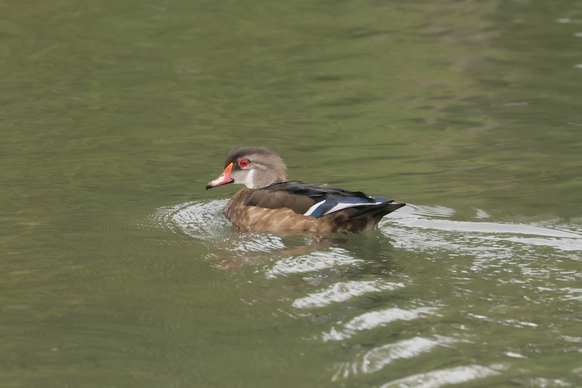 Brautente - ML647475984