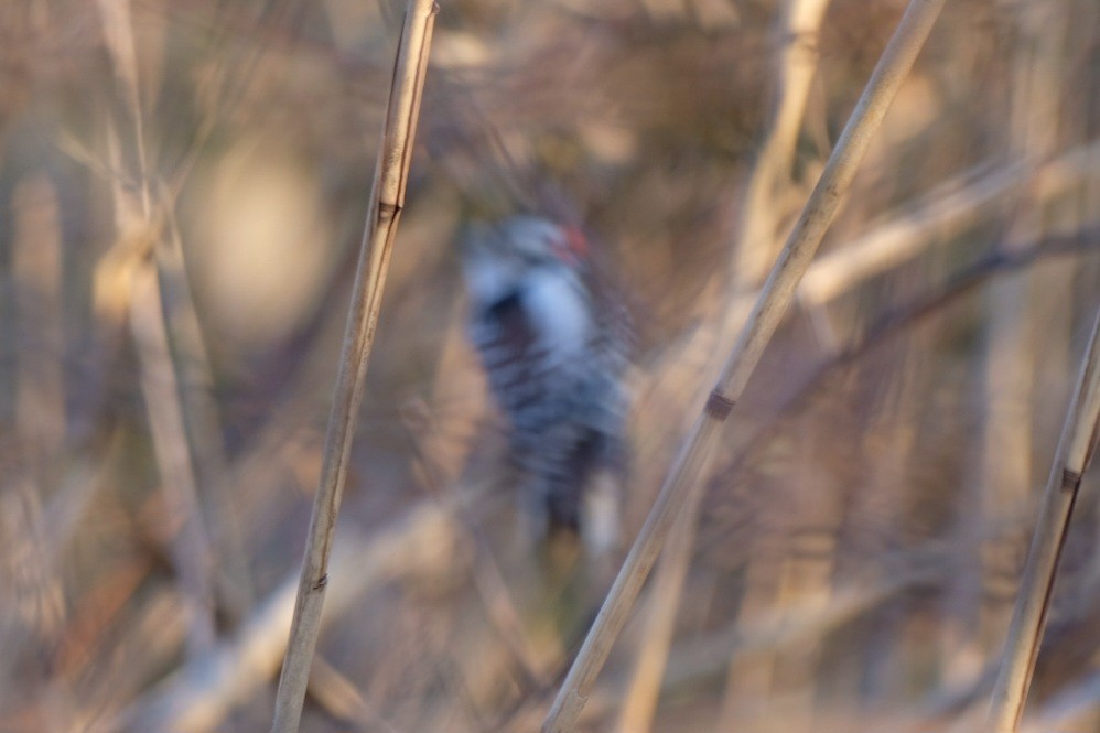 Dunenspecht - ML647475987