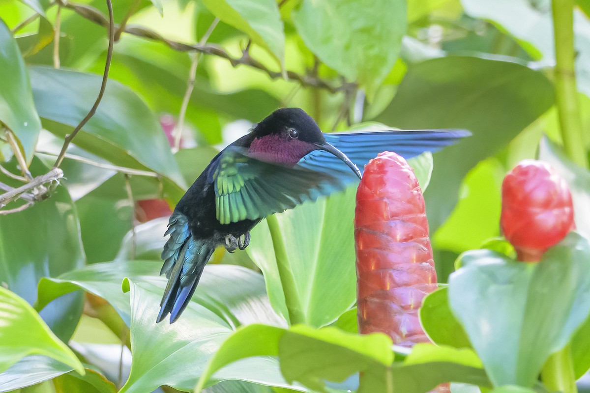 Purpurkehl-Antillenkolibri - ML647475988