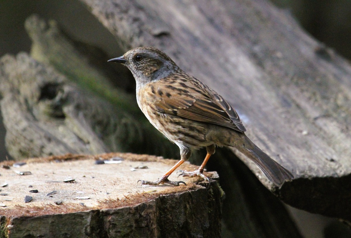 Heckenbraunelle - ML647475989