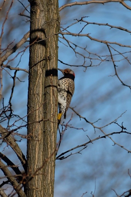 Goldspecht - ML647475990