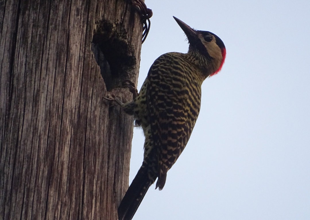 Grünbindenspecht - ML647475992