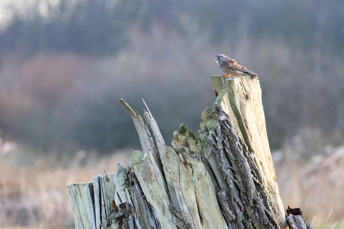 Turmfalke - ML647475993