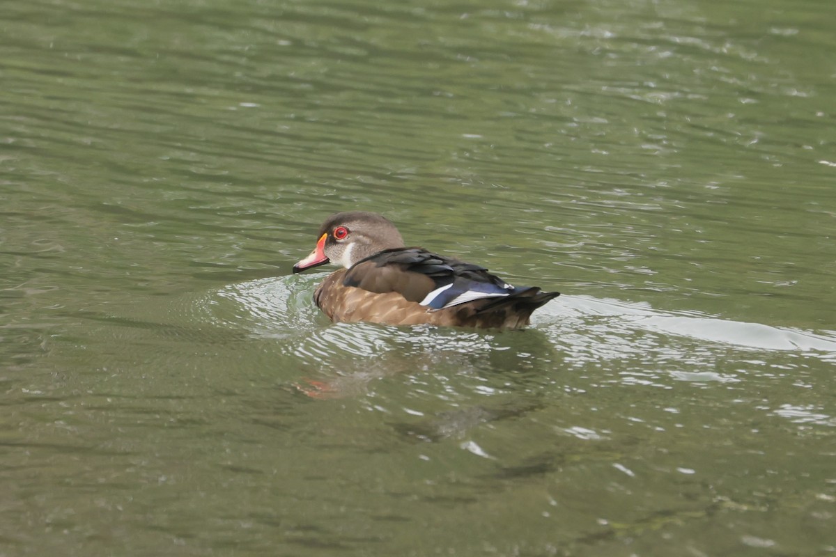 Brautente - ML647475994