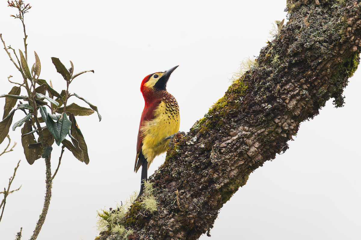 Rotmantelspecht - ML647475995