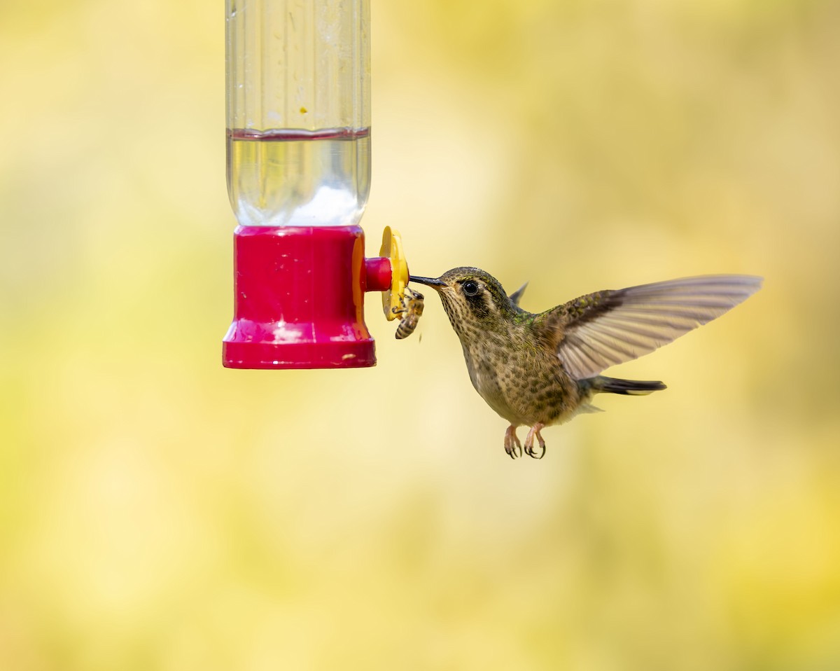 Schwarzohrkolibri - ML647475996