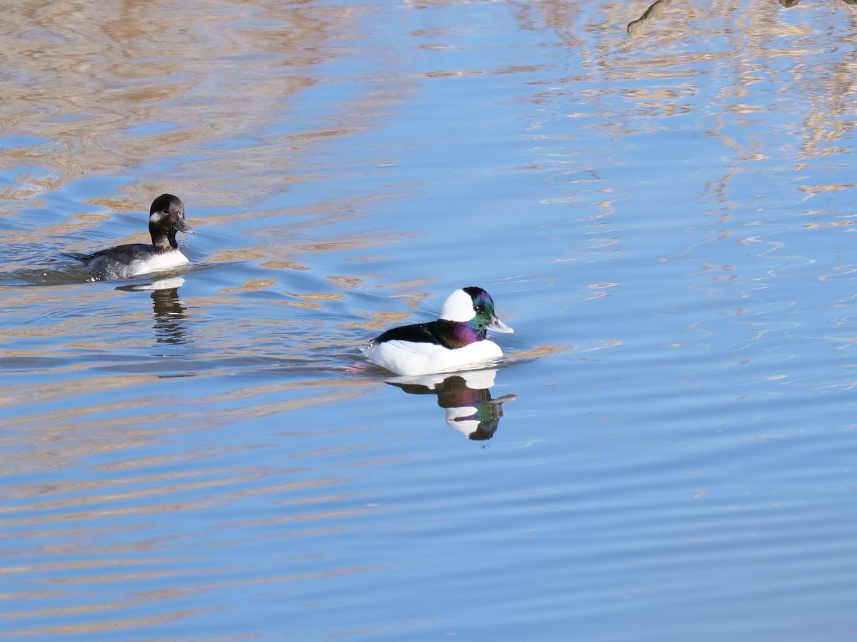 Büffelkopfente - ML647475997