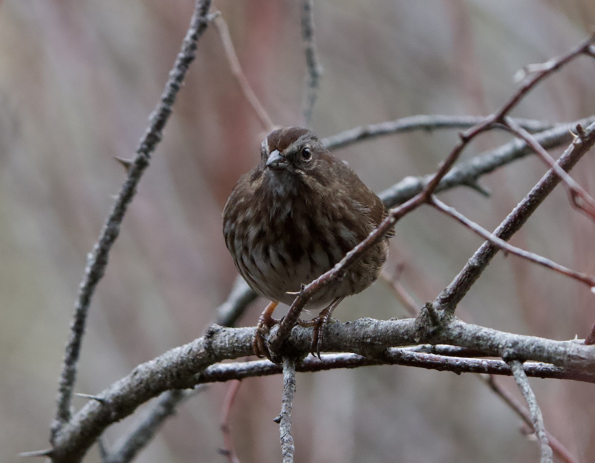 Singammer - ML647475999