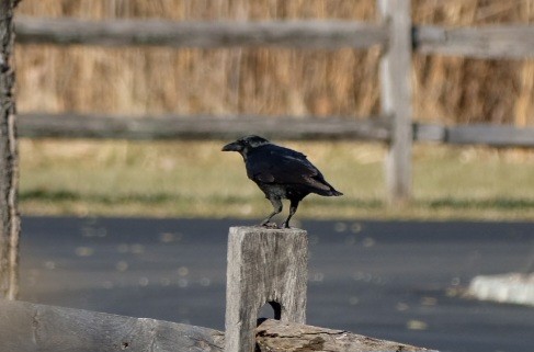 Amerikakrähe - ML647476003