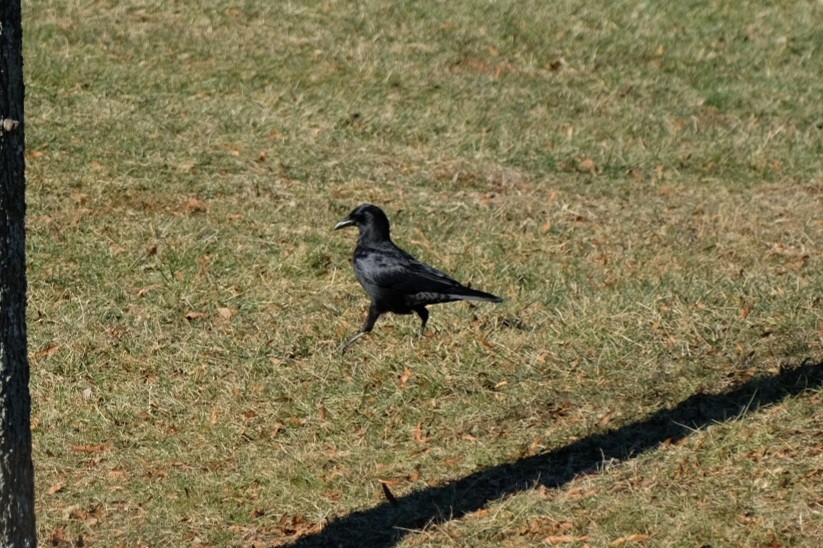 Amerikakrähe - ML647476004