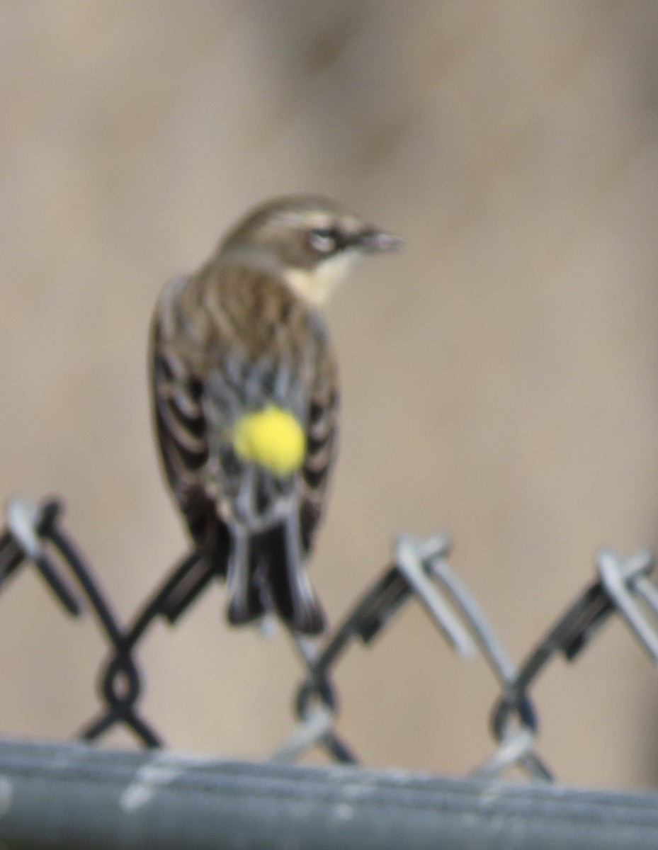 Kronenwaldsänger (coronata) - ML647476005