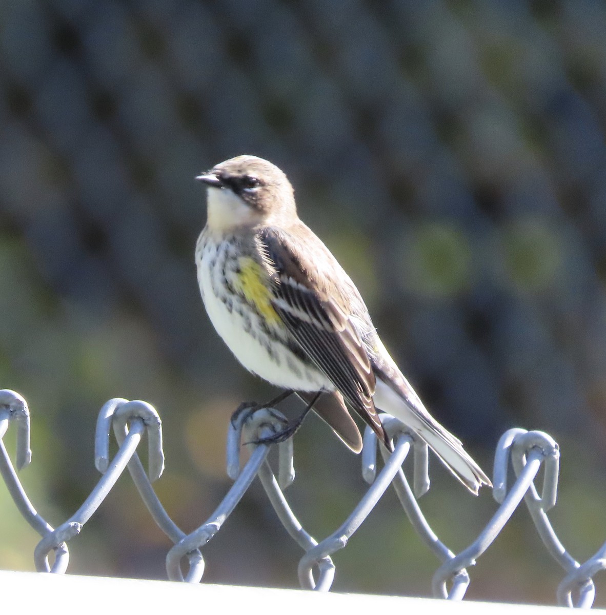 Kronenwaldsänger (coronata) - ML647476006