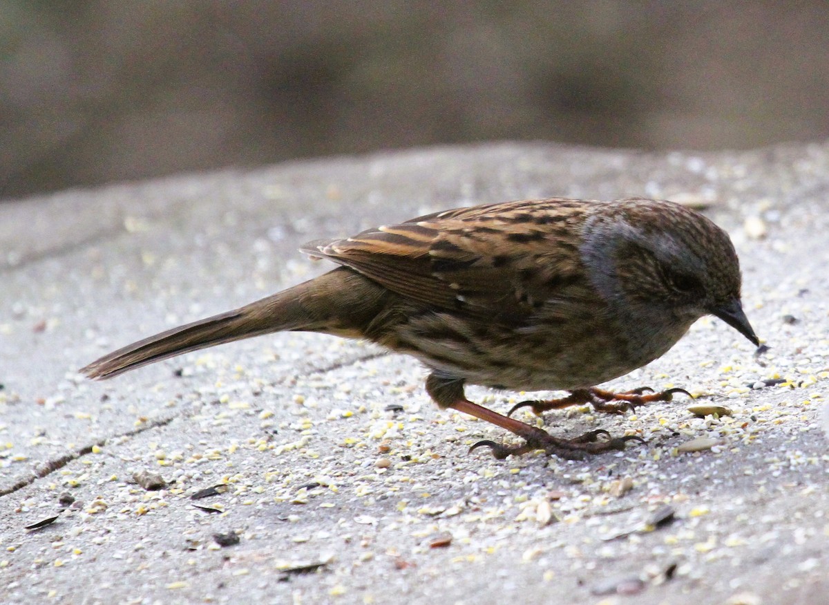 Heckenbraunelle - ML647476007