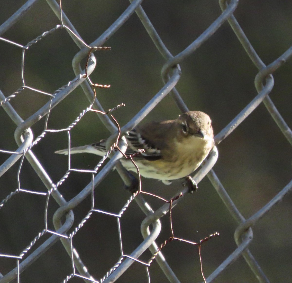 Kronenwaldsänger (coronata) - ML647476008
