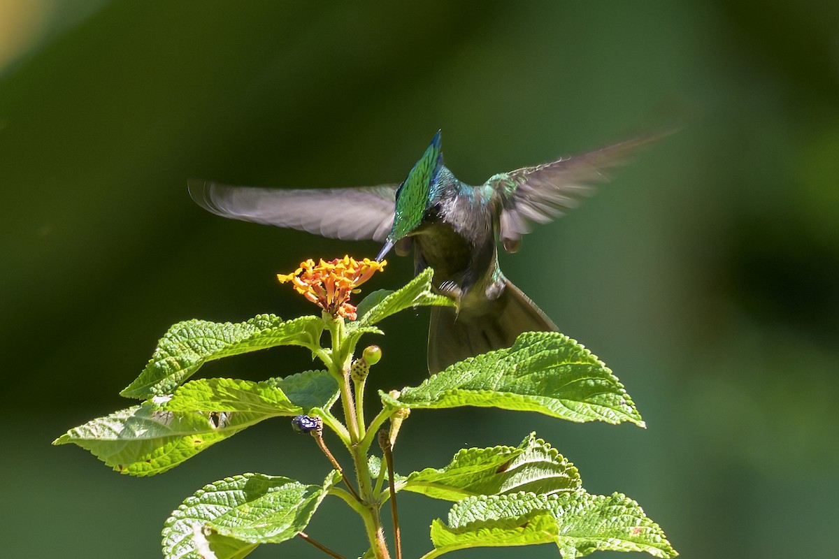 Antillenhaubenkolibri - ML647476009