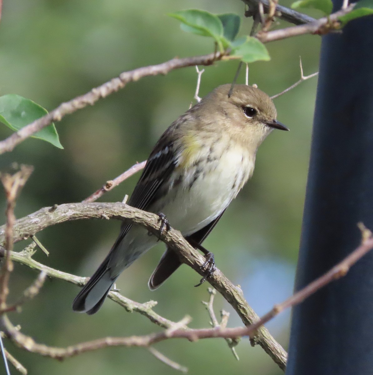 Kronenwaldsänger (coronata) - ML647476010