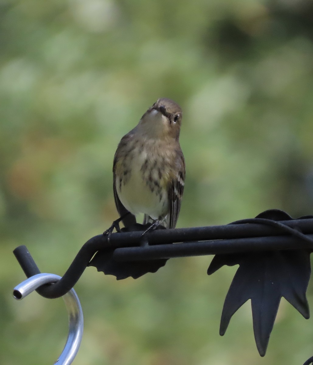 Kronenwaldsänger (coronata) - ML647476011