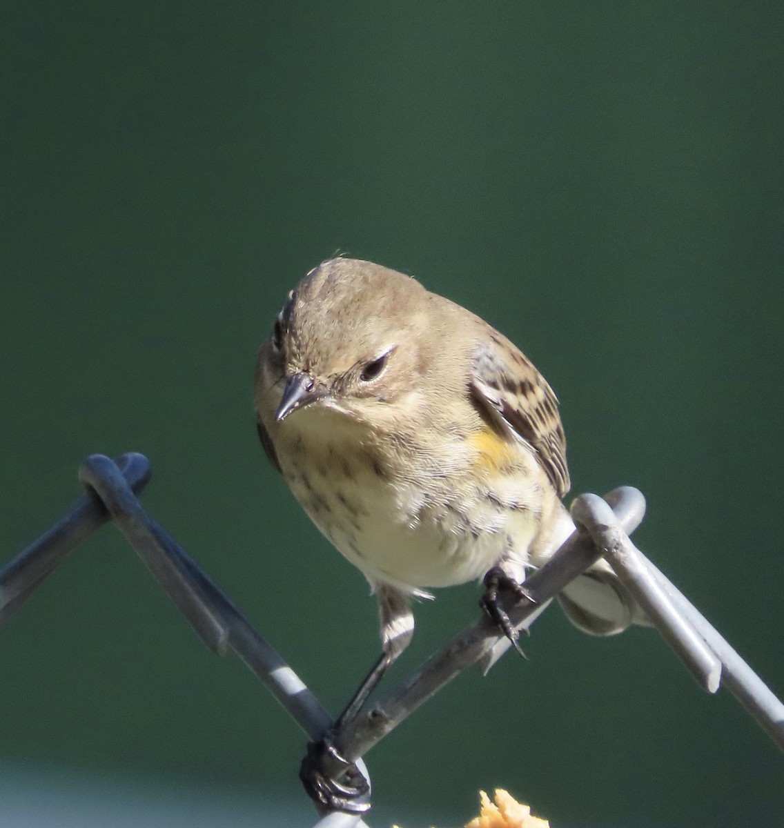 Kronenwaldsänger (coronata) - ML647476012