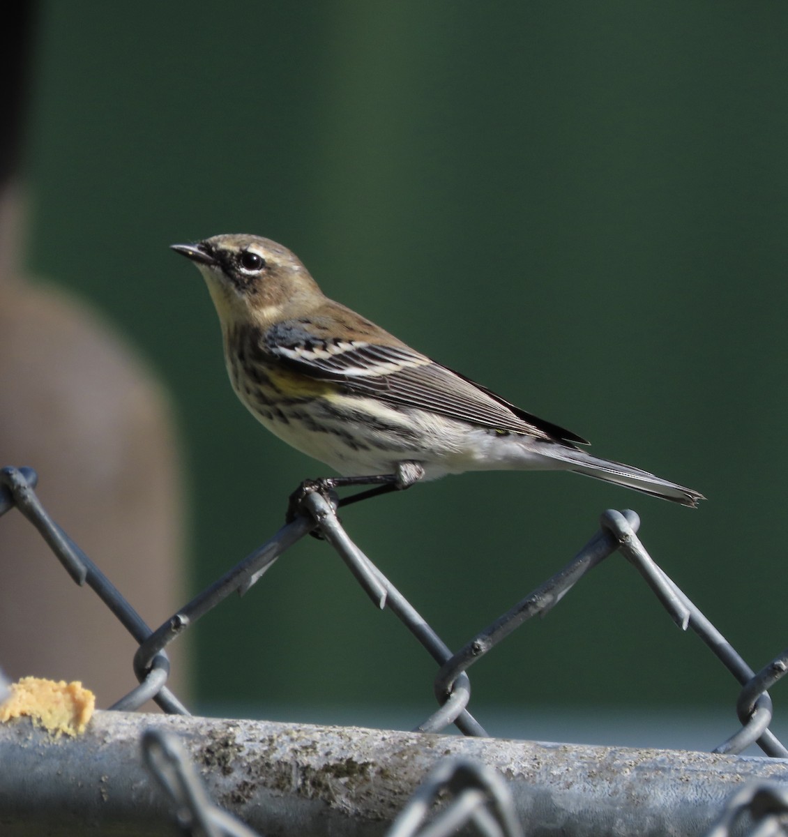 Kronenwaldsänger (coronata) - ML647476013