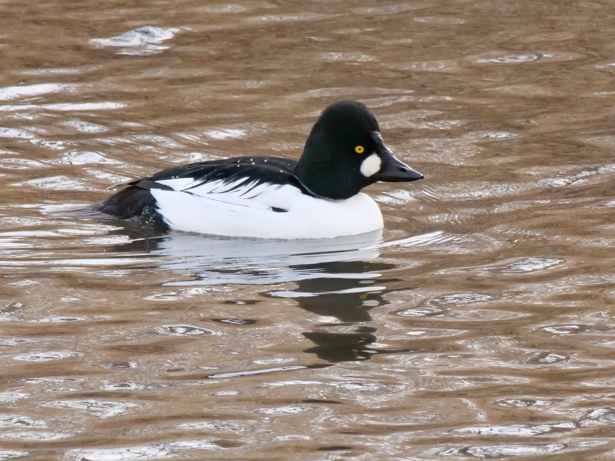 Schellente - ML647476014