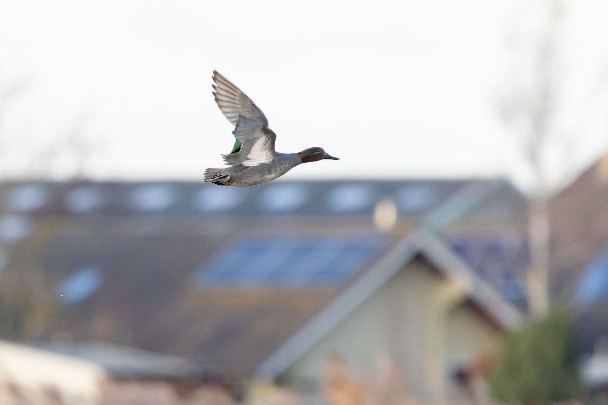 Krickente - ML647476015