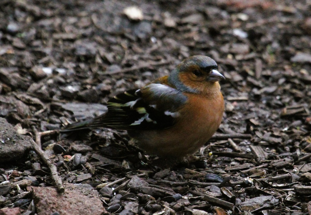 Buchfink - ML647476016