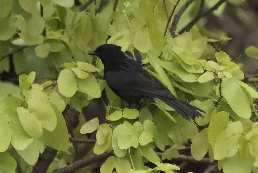 Glanzdrongoschnäpper - ML647476017