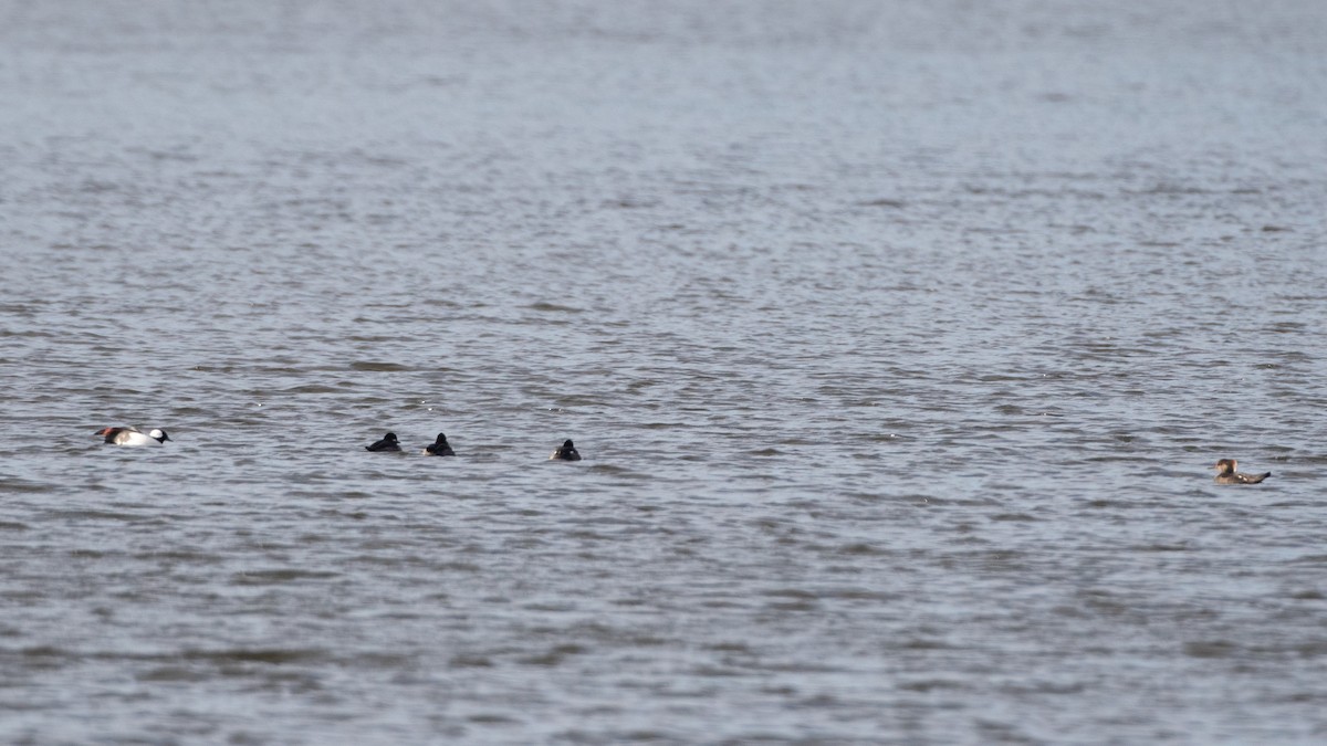 Гоголь-головастик - ML647476023