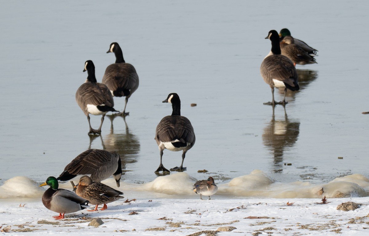 Green-winged Teal - ML647476070