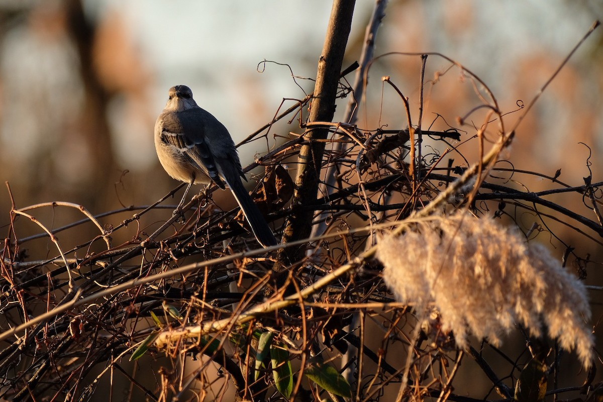 Northern Mockingbird - ML647476084