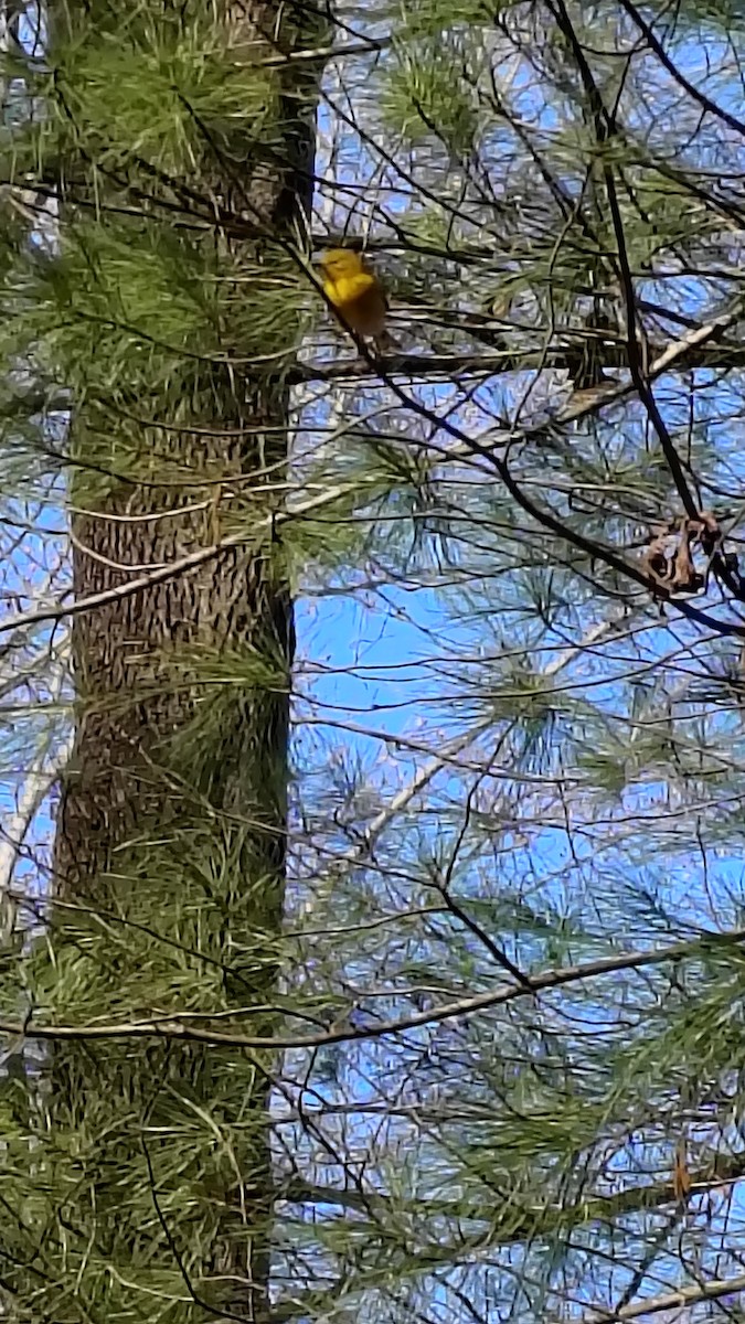 Сосновая древесница - ML647476114