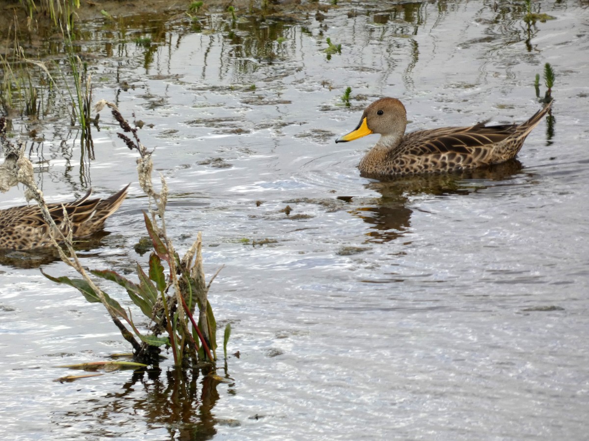 gulnebbstjertand - ML647476123