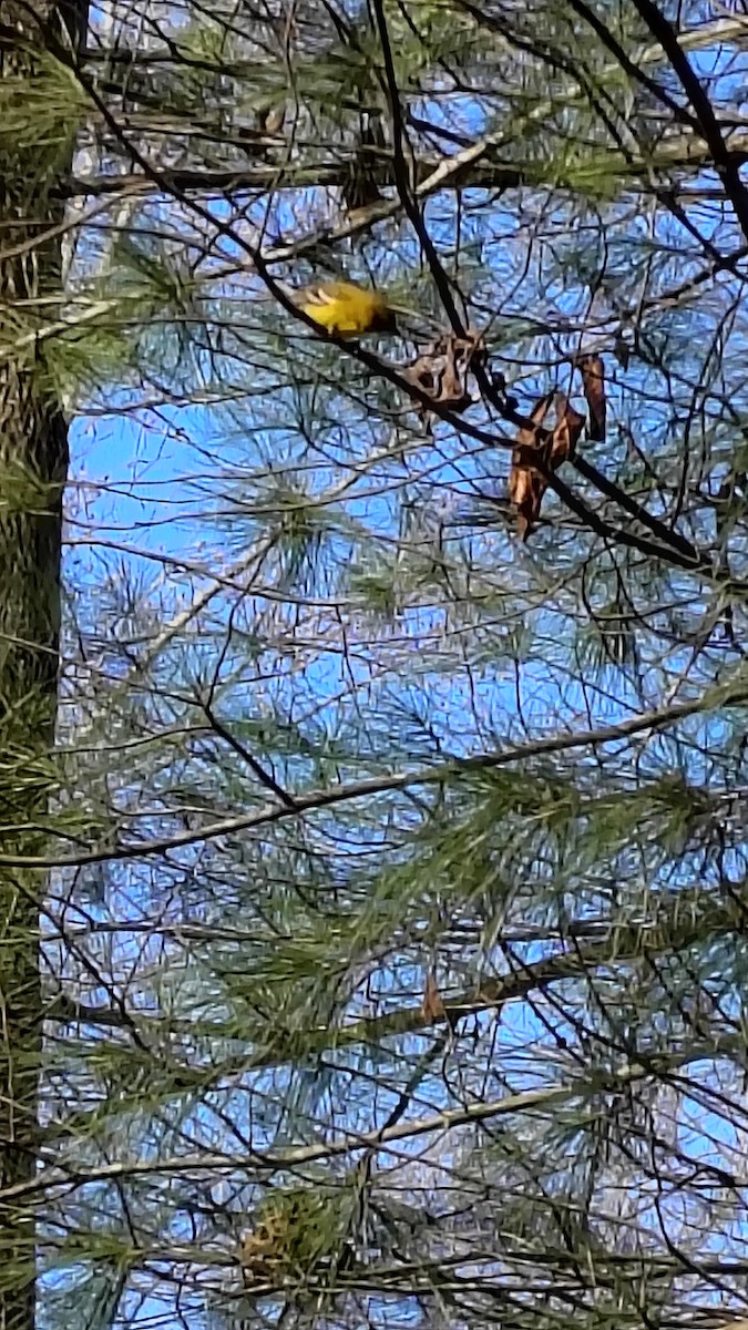 Сосновая древесница - ML647476126