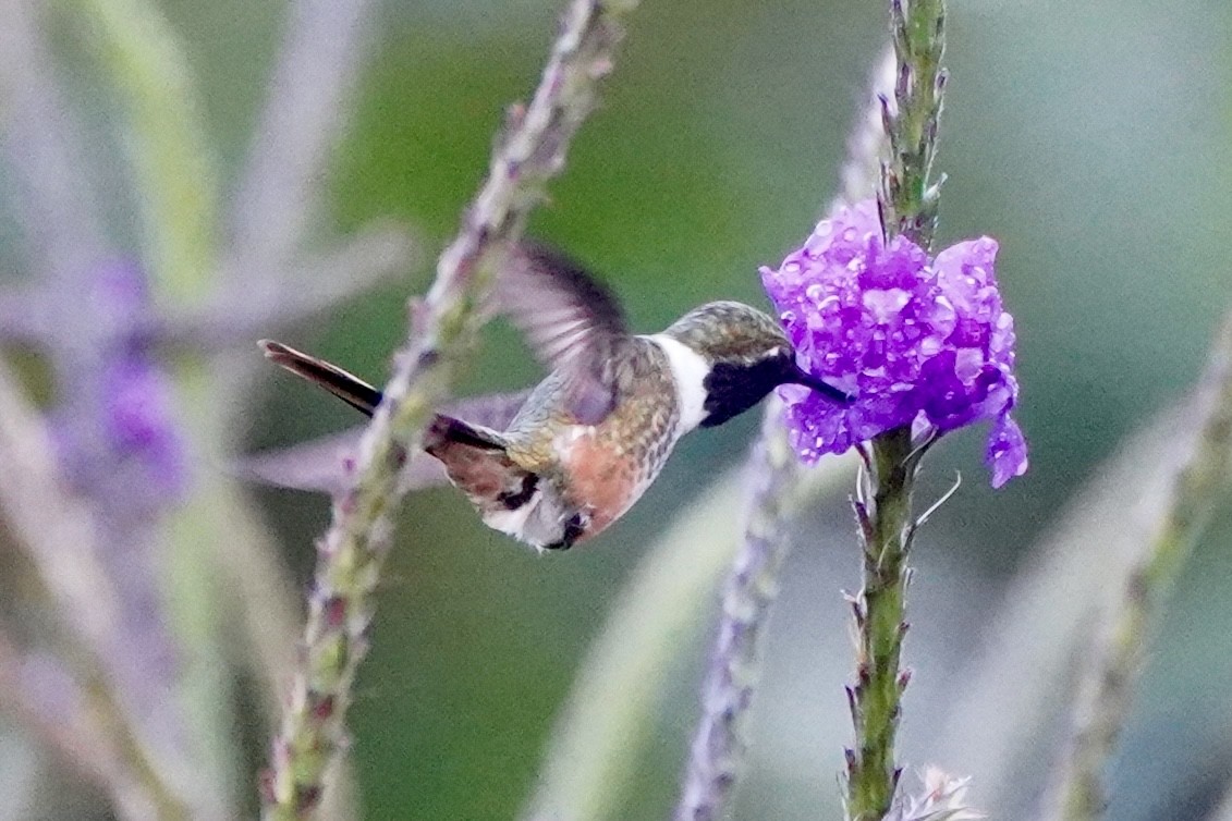 Magenta-throated Woodstar - ML647476170