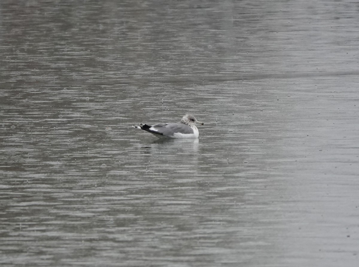 Gaviota Californiana - ML647476205