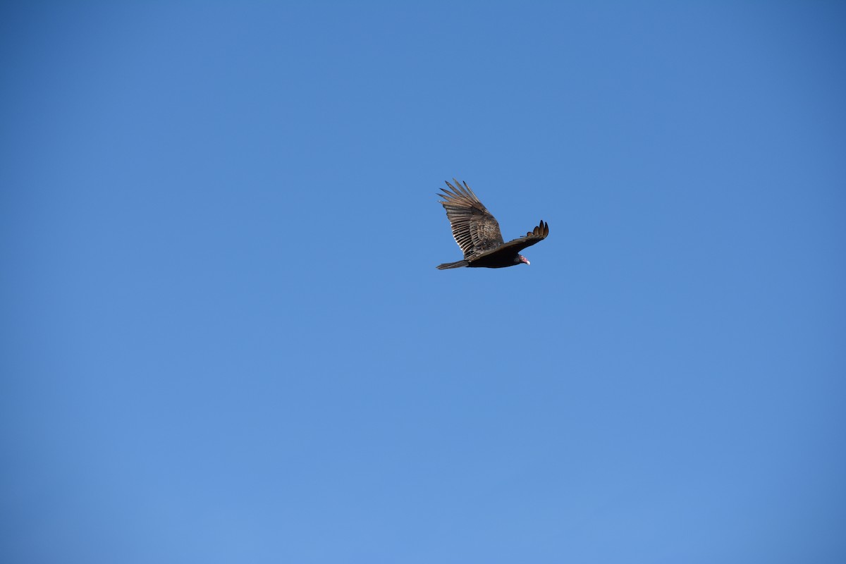 Turkey Vulture - ML647476254