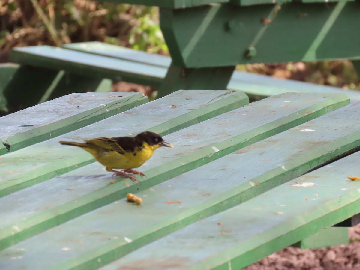 Tejedor Baglafecht (reichenowi) - ML647476309