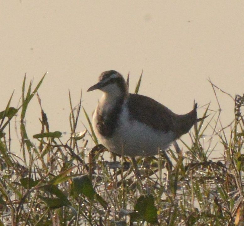 Jacana à longue queue - ML647476327