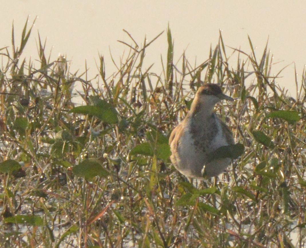 Jacana à longue queue - ML647476328