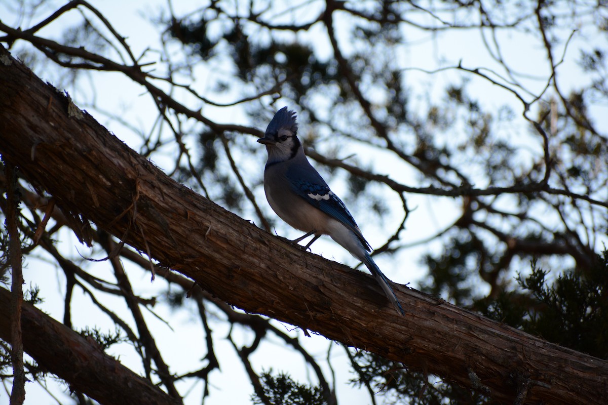 Blue Jay - ML647476341