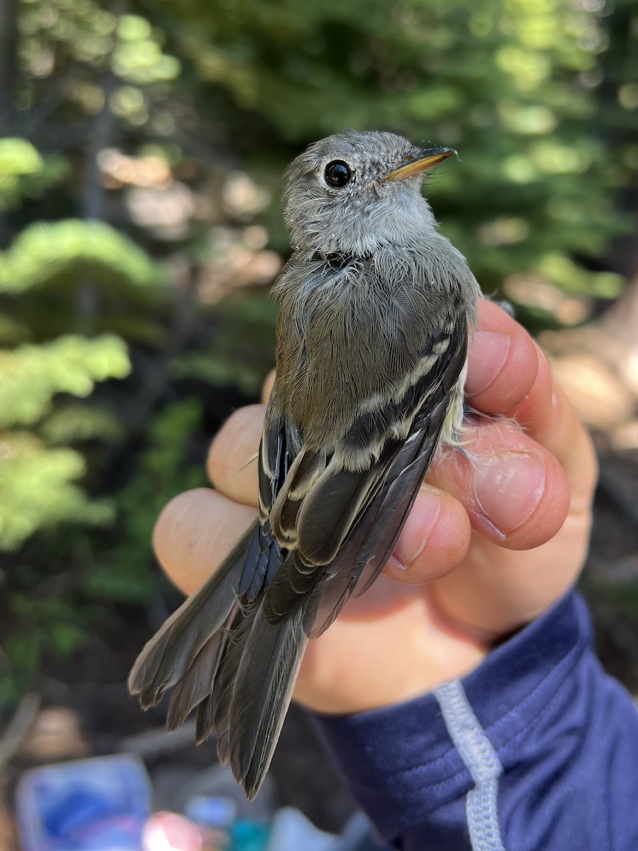 Hammond's Flycatcher - ML647476353